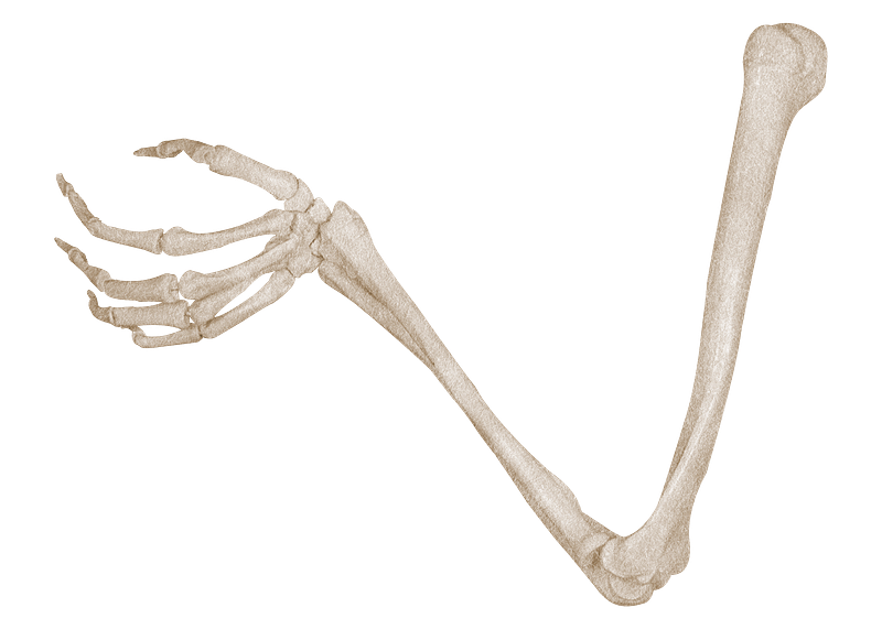 Arm bones images free photos png stickers wallpapers backgrounds