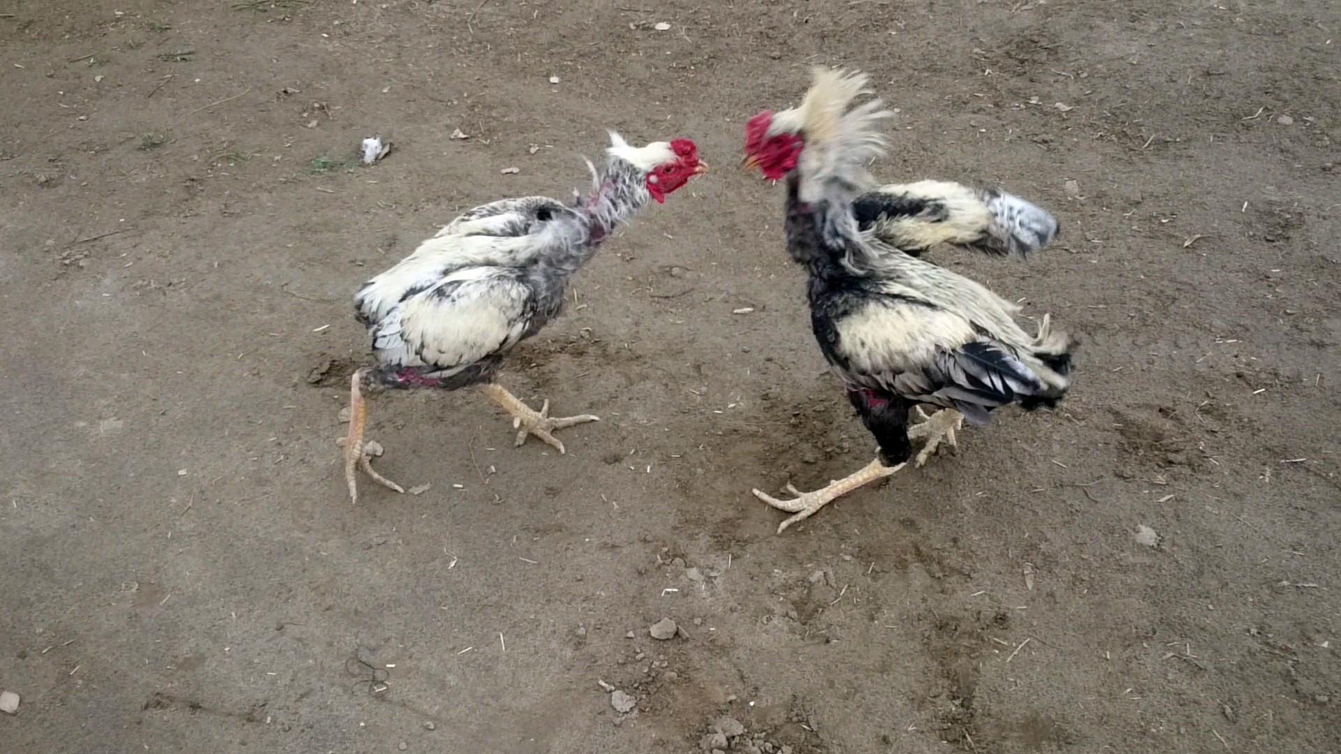 Sindhi aseel roosters in action