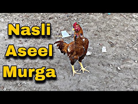 Breeder aseel murga years old aseel ð