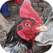 Download asil wallpaper aseel murga wallpaper chicken walls mod apk free purchase