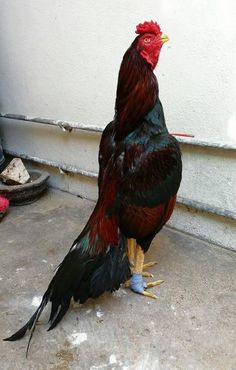 Aseel murga ideas beautiful chickens chicken pictures chickens and roosters