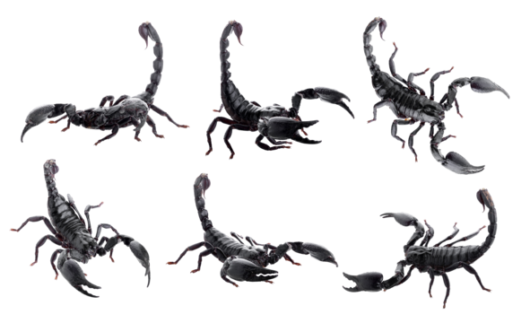 Black scorpion png transparent images free download vector files