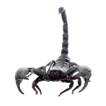 Black scorpion png transparent images free download vector files