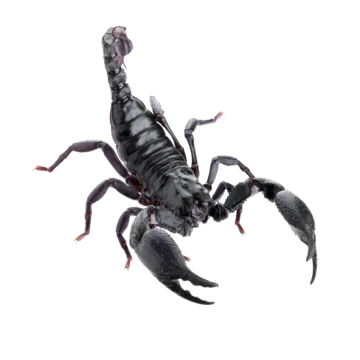 Black scorpion png transparent images free download vector files