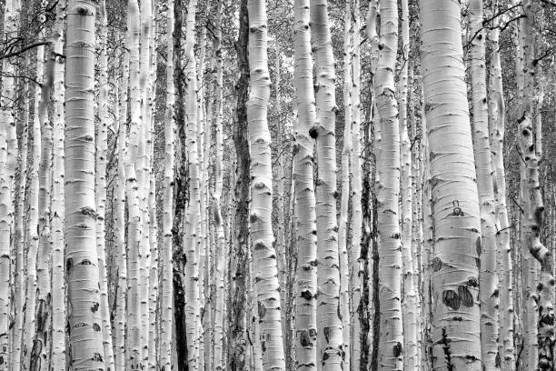 Aspen tree bark stock photos pictures royalty