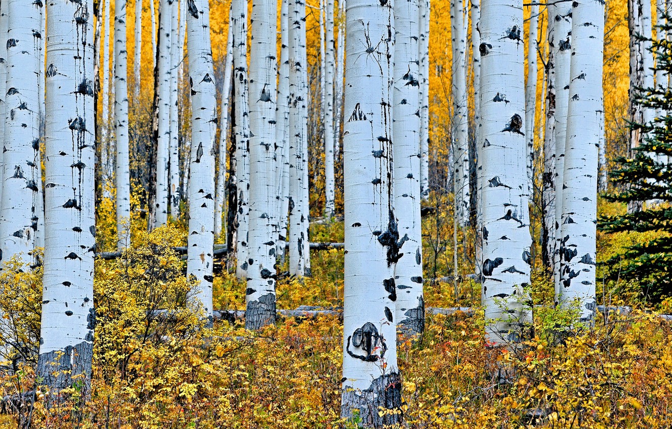 Wallpaper autumn forest trees trunk birch grove aspen images for desktop section ðñðñððð