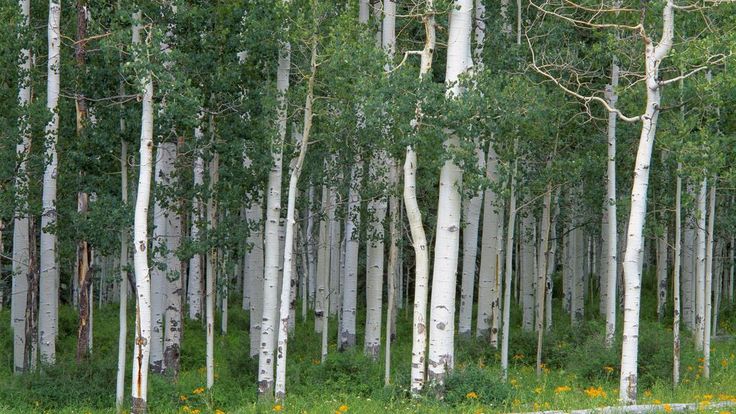 Filipe moura on twitter tree tree wallpaper aspen trees