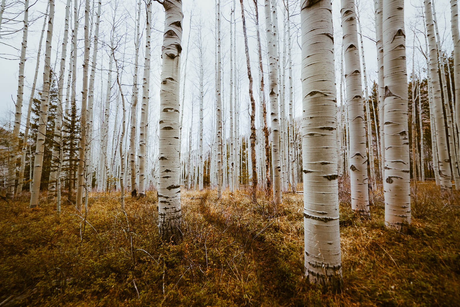 Aspen grove tree trunks art