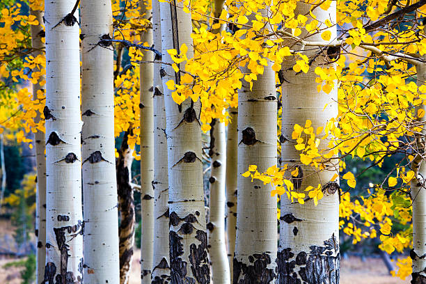 Aspen grove stock photos pictures royalty