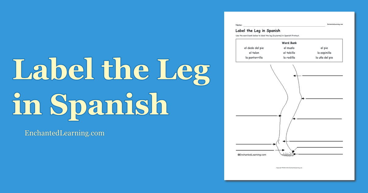 Label the leg in spanish