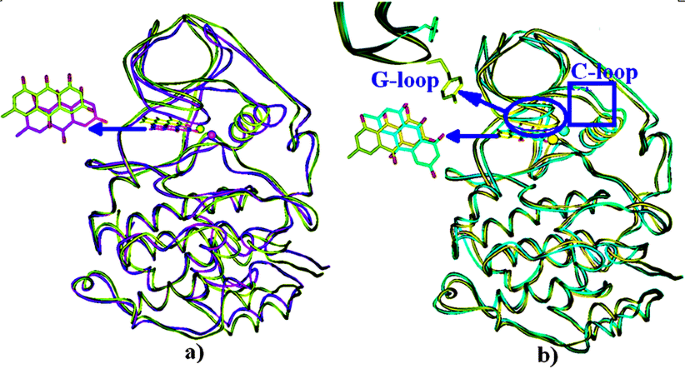 Structural basis for decreased affinity of emodin binding to val