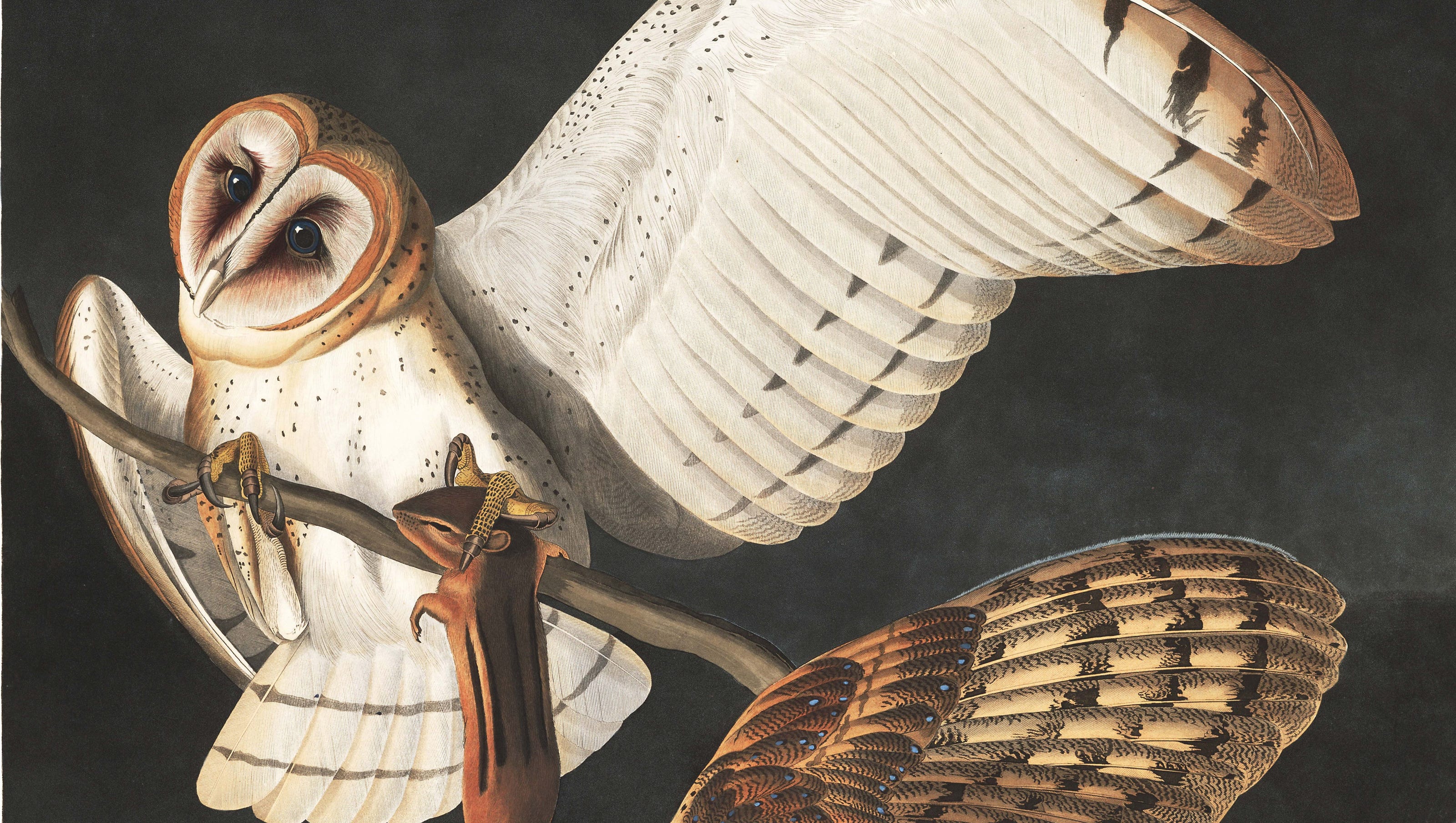 Download Free 100 + audubon desktop wallpaper