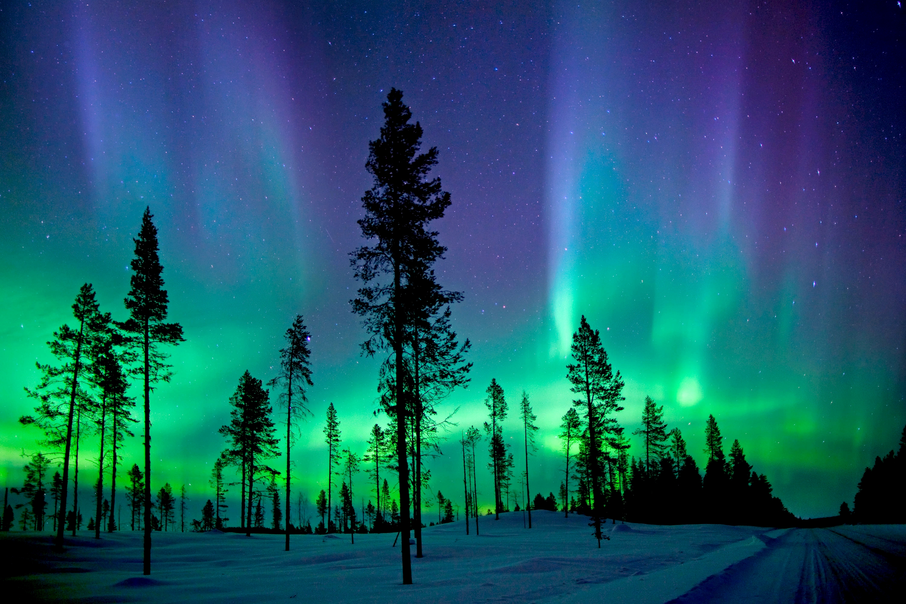 Aurora borealis over winter forest