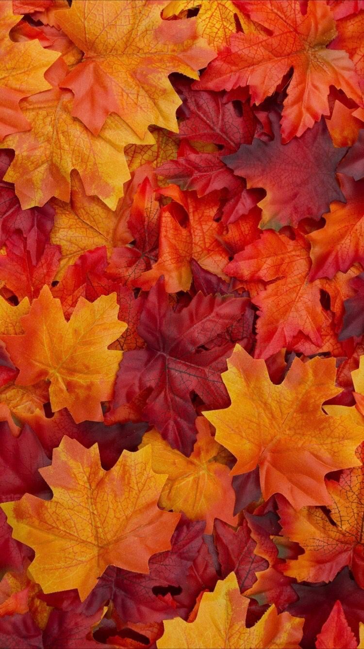 Download Free 100 + autumn colors aesthetic Wallpapers