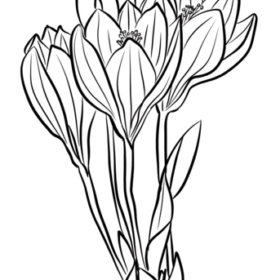 Flowers coloring pages printable for free download