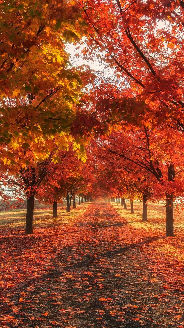 Iphone autumn wallpapers