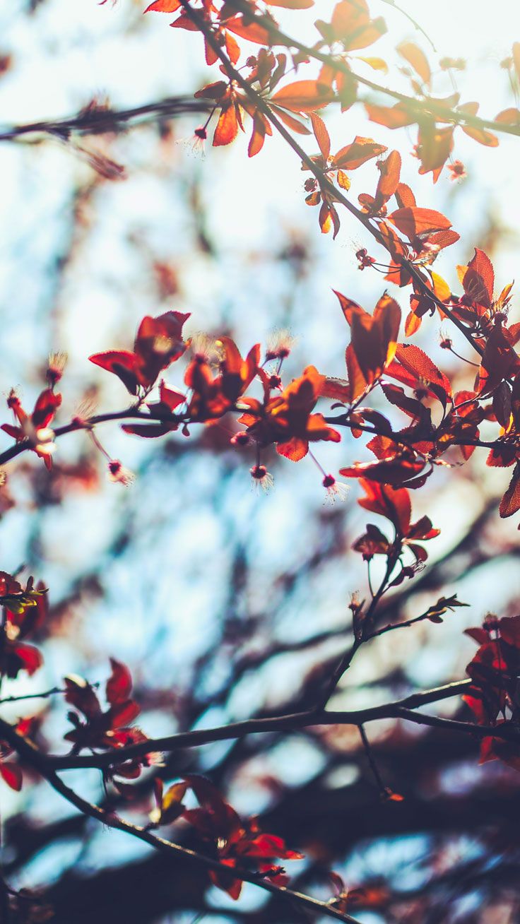 Free autumn inspired iphone plus wallpapers preppy wallpapers