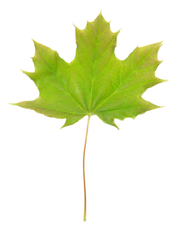 Maple tree outline png transparent images free download vector files