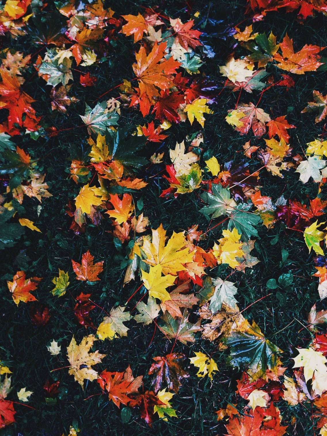 Download Free 100 + autumn vsco Wallpapers