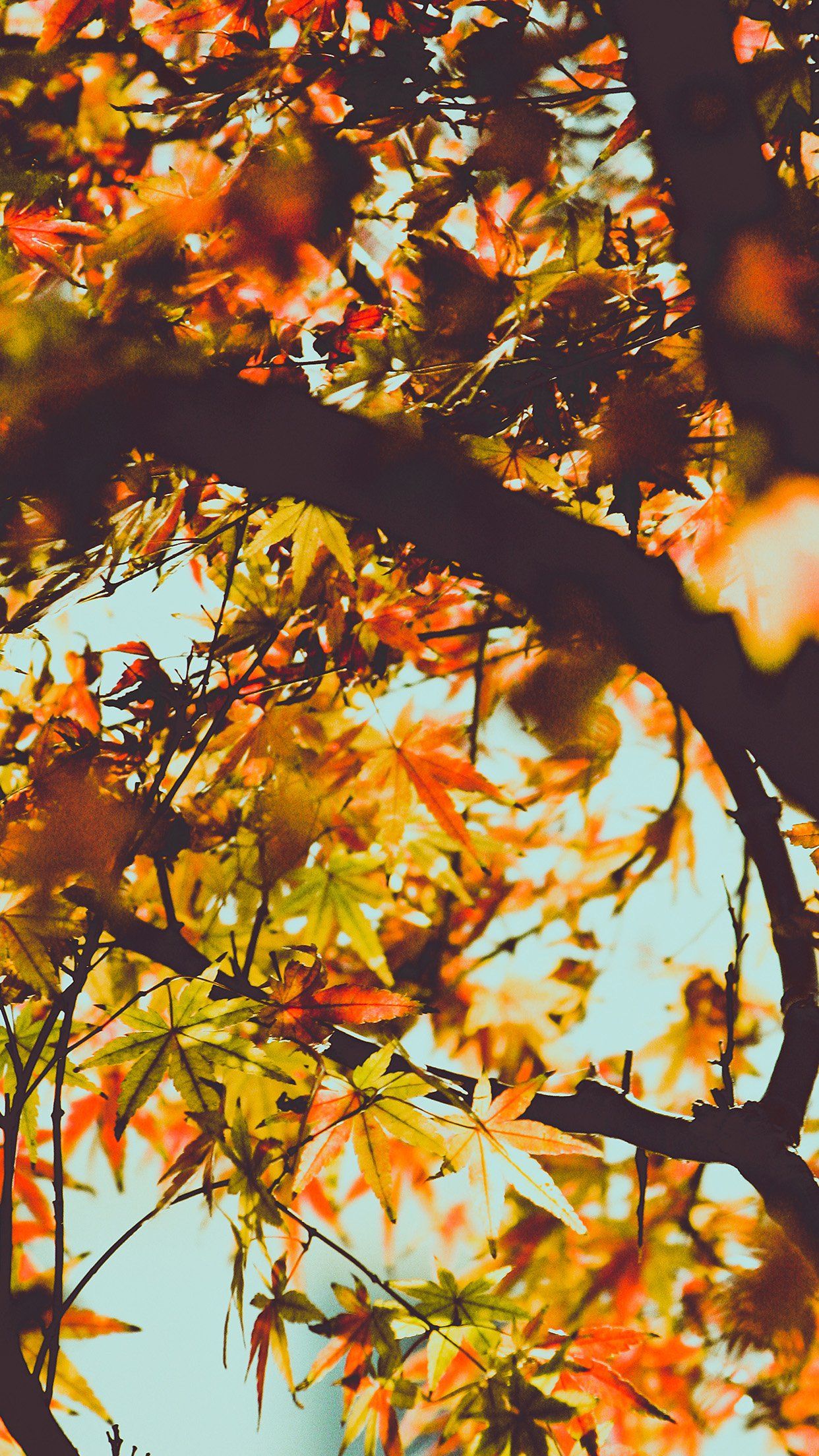 Autumn android wallpapers