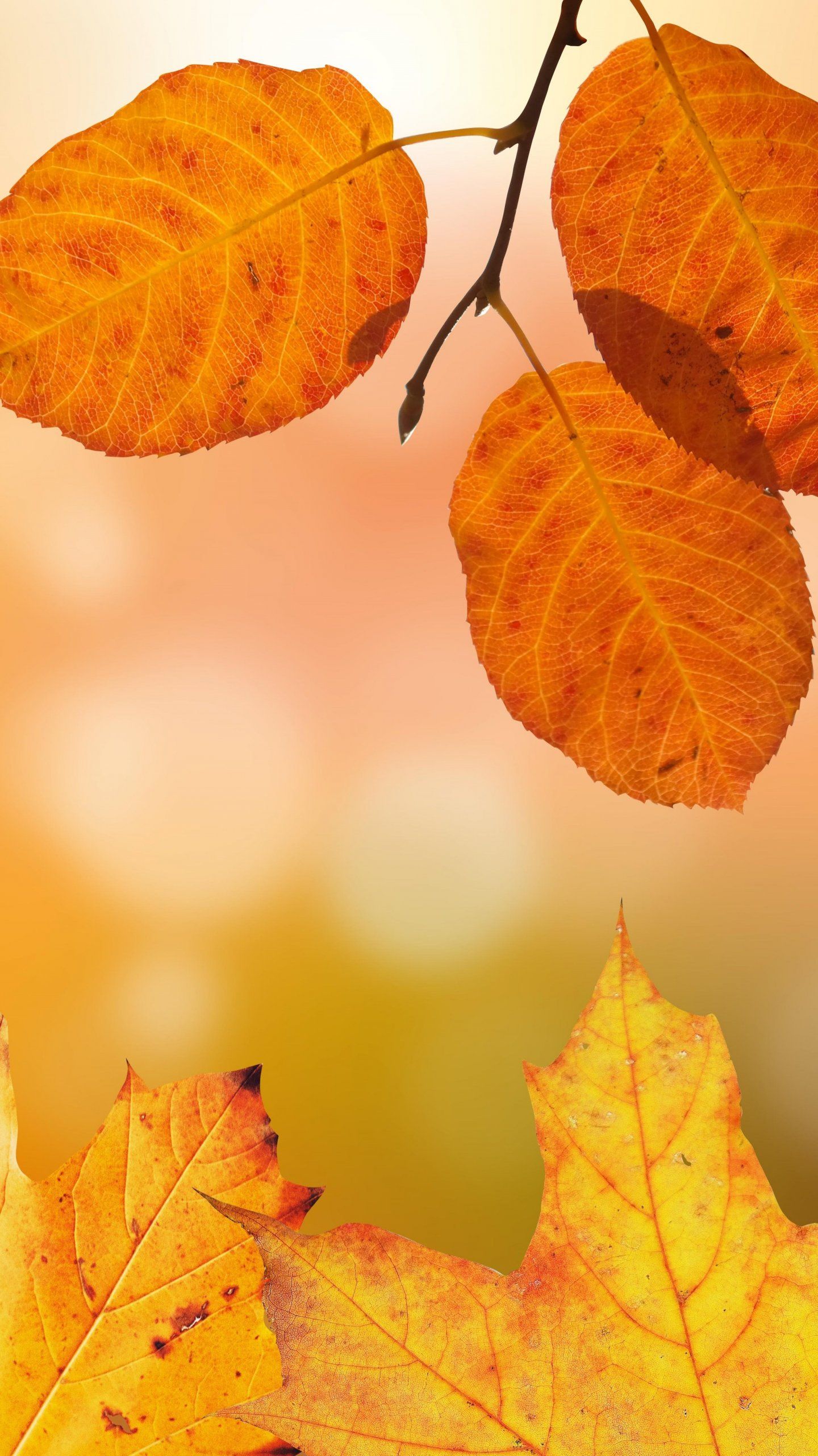 Autumn leaves wallpaper