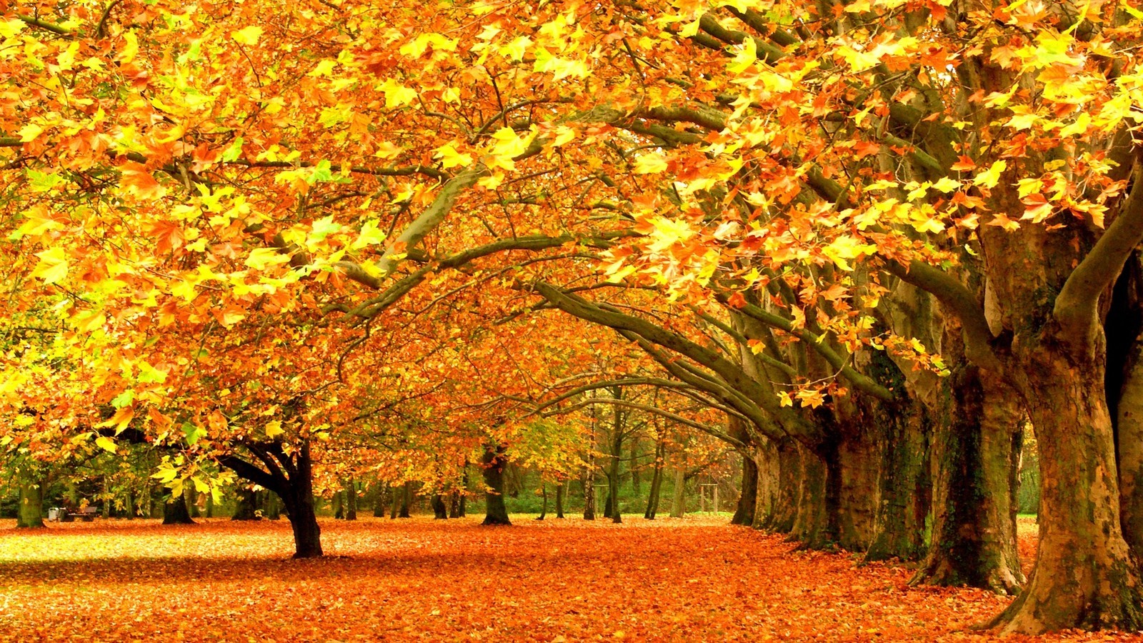 Download Free 100 + autumn yellow trees Wallpapers