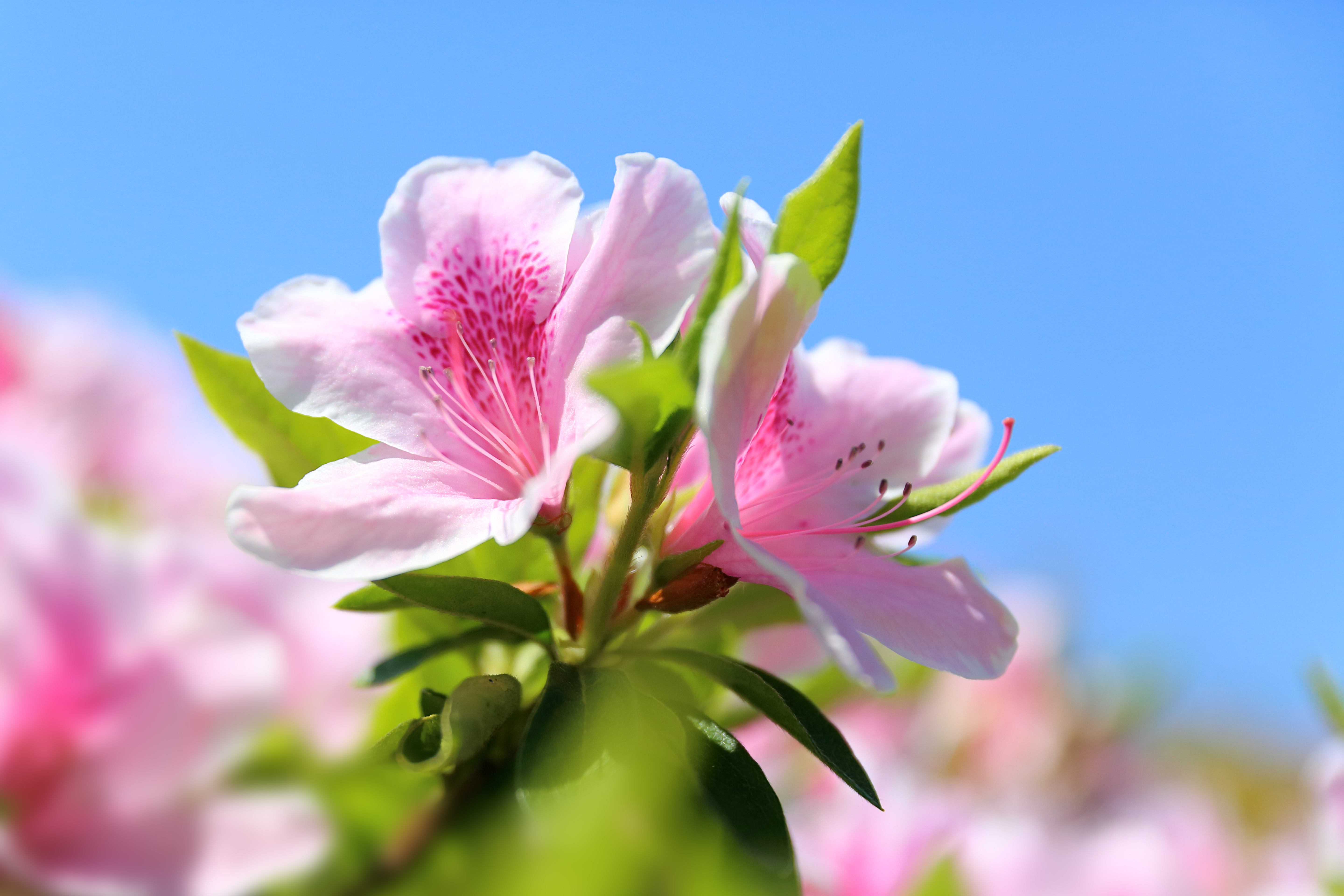 Azalea hd papers and backgrounds