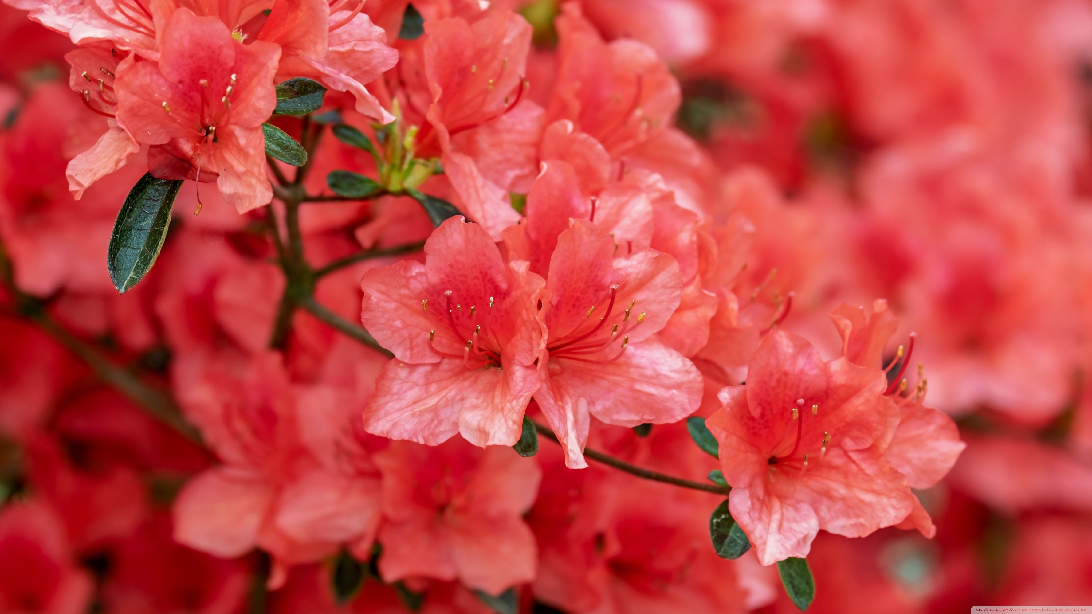 Azaleas wallpapers