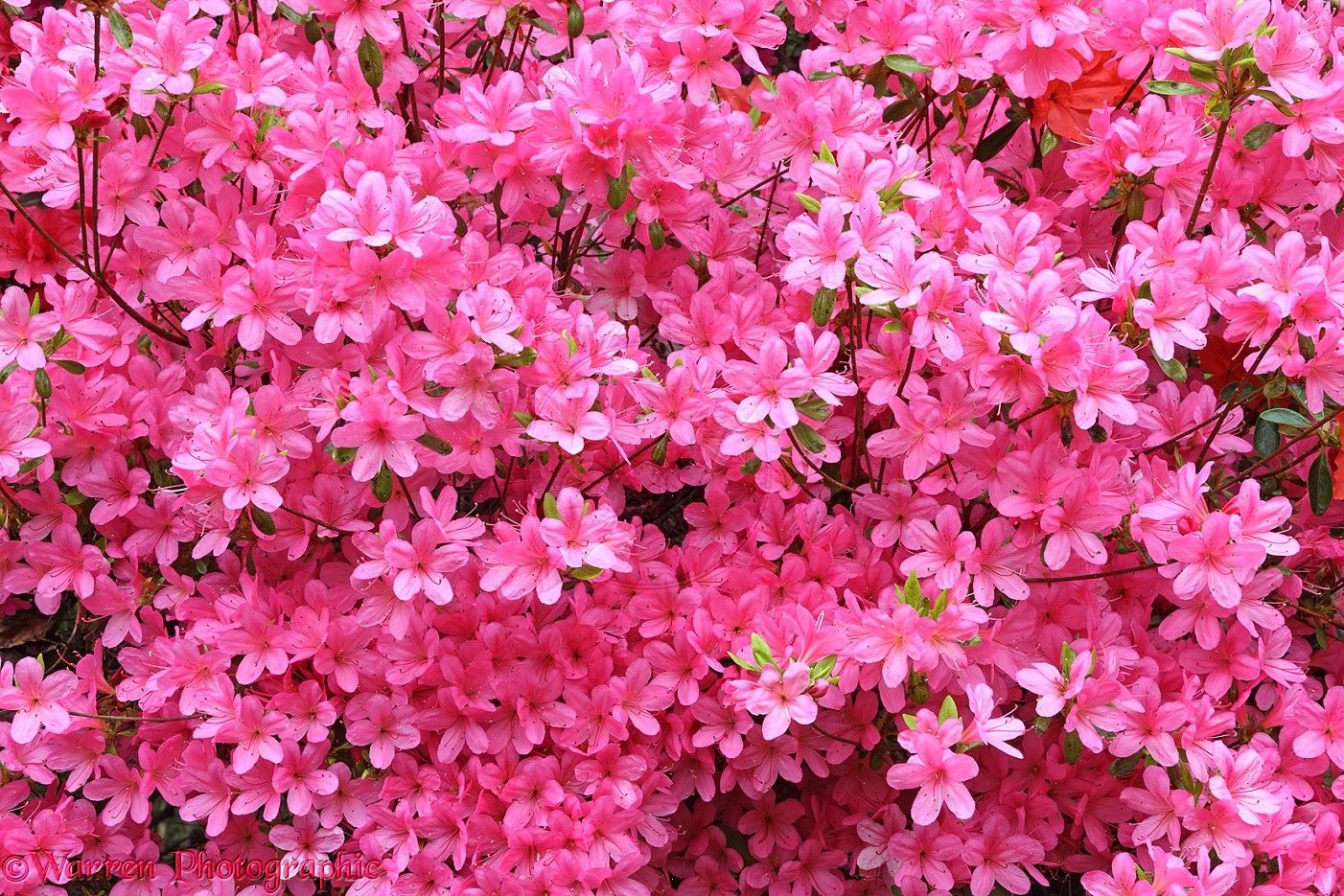 Flowers pink azalea flowers photo