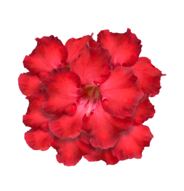 Desert rose png transparent images free download vector files