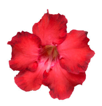 Desert rose png transparent images free download vector files