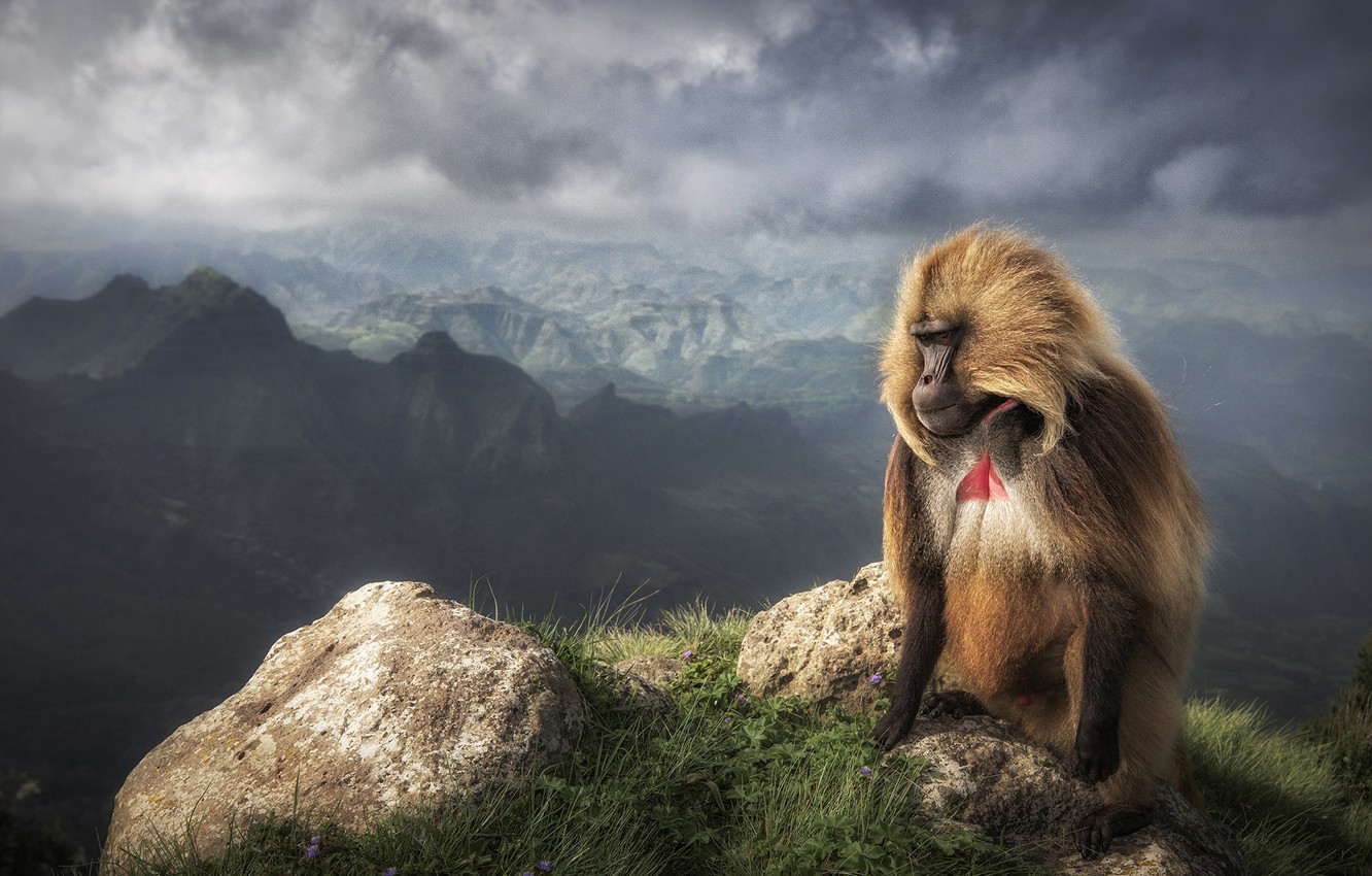 Wallpaper mountains fog open rocks height monkey baboon images for desktop section ððððñðñðµ