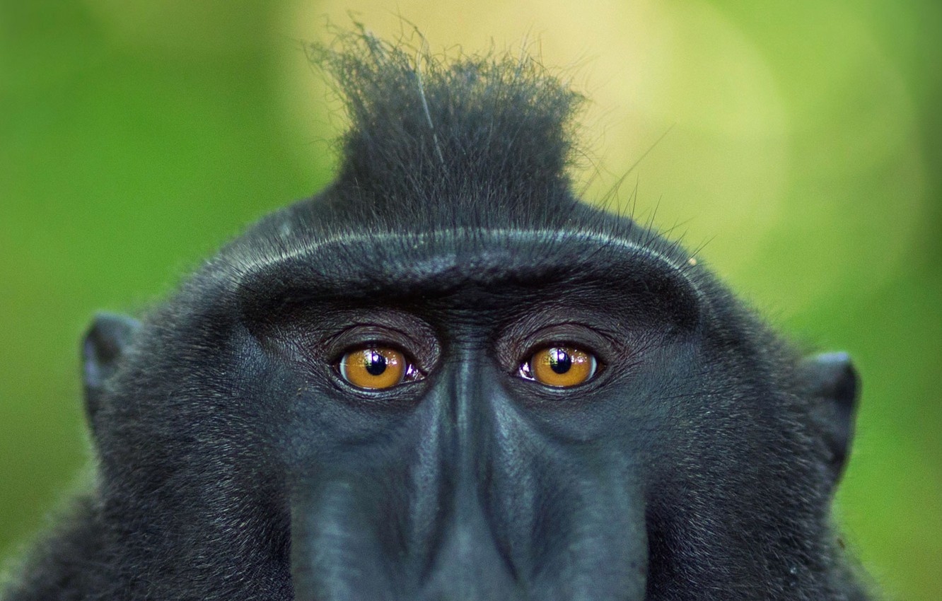 Wallpaper eyes look indonesia the primacy of crested baboon sulawesi images for desktop section ððððñðñðµ