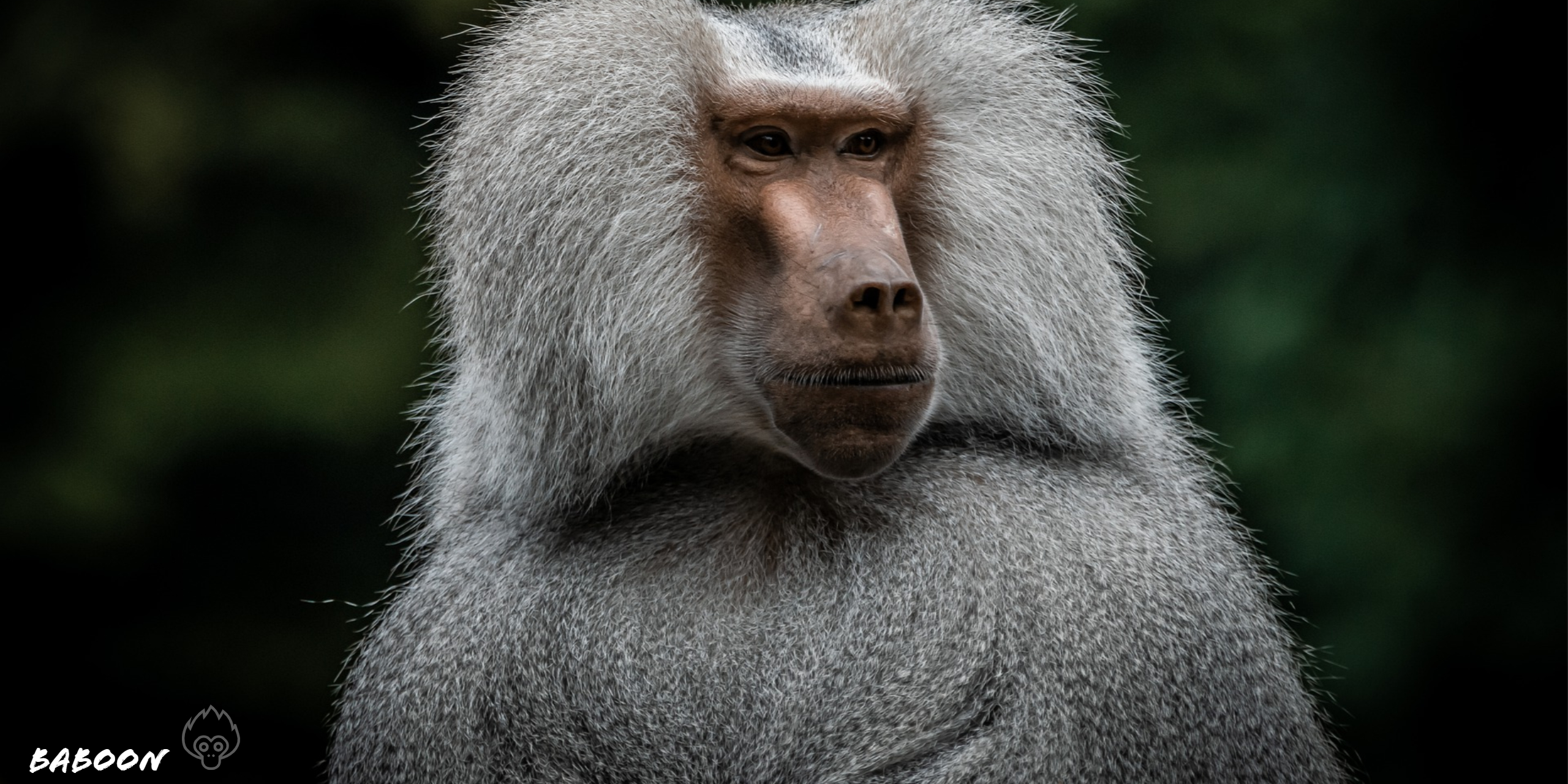 Baboon ape hd wallpaper