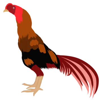 Hen rooster chicken vector art png images free download on