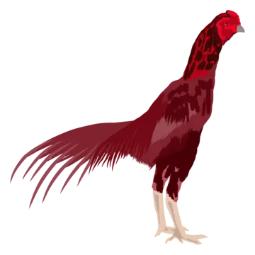 Cock fight png transparent images free download vector files