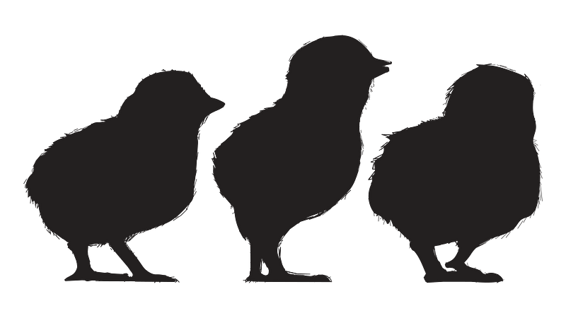 Chicken silhouette images free photos png stickers wallpapers backgrounds