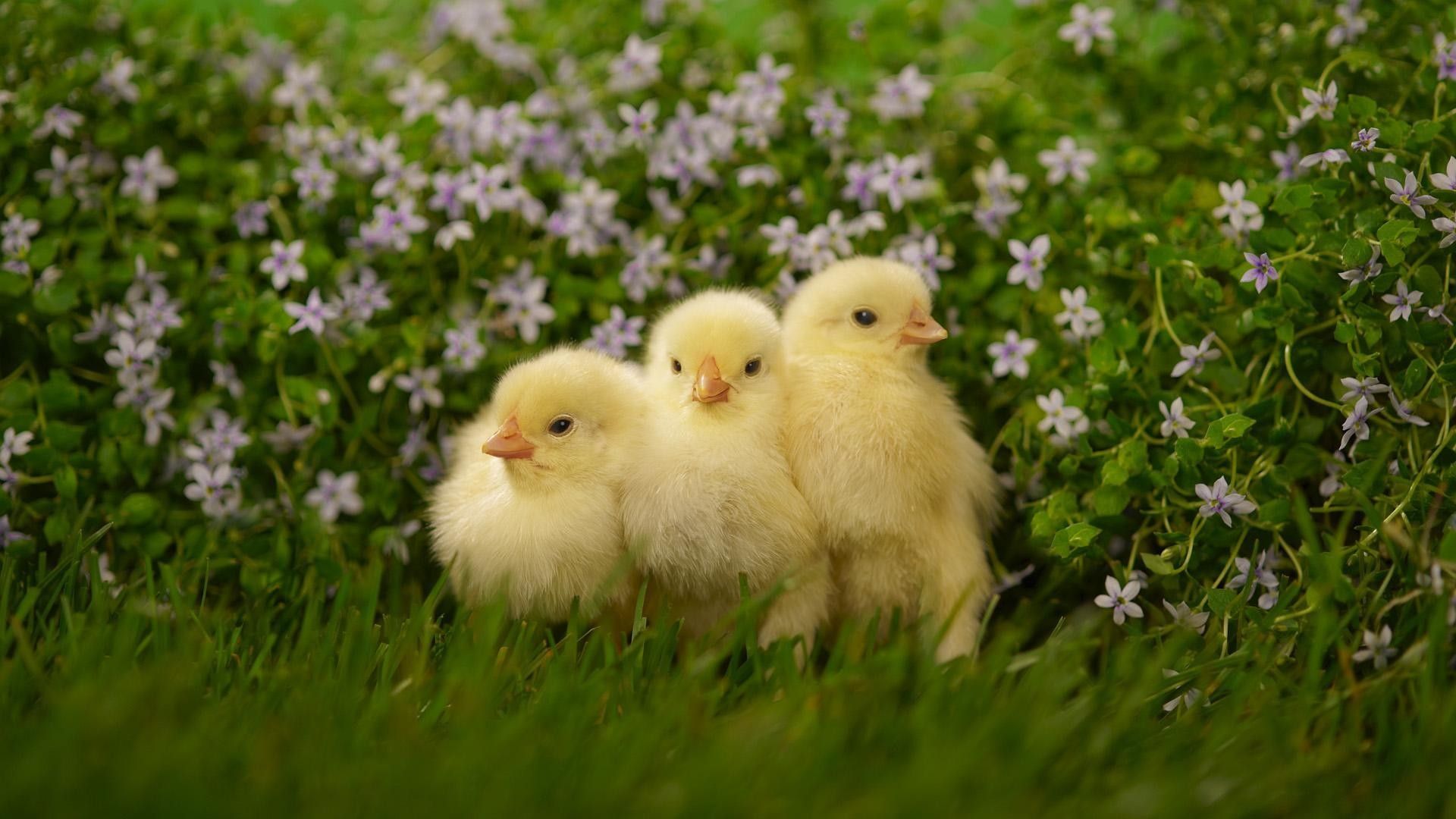 Baby chick wallpapers