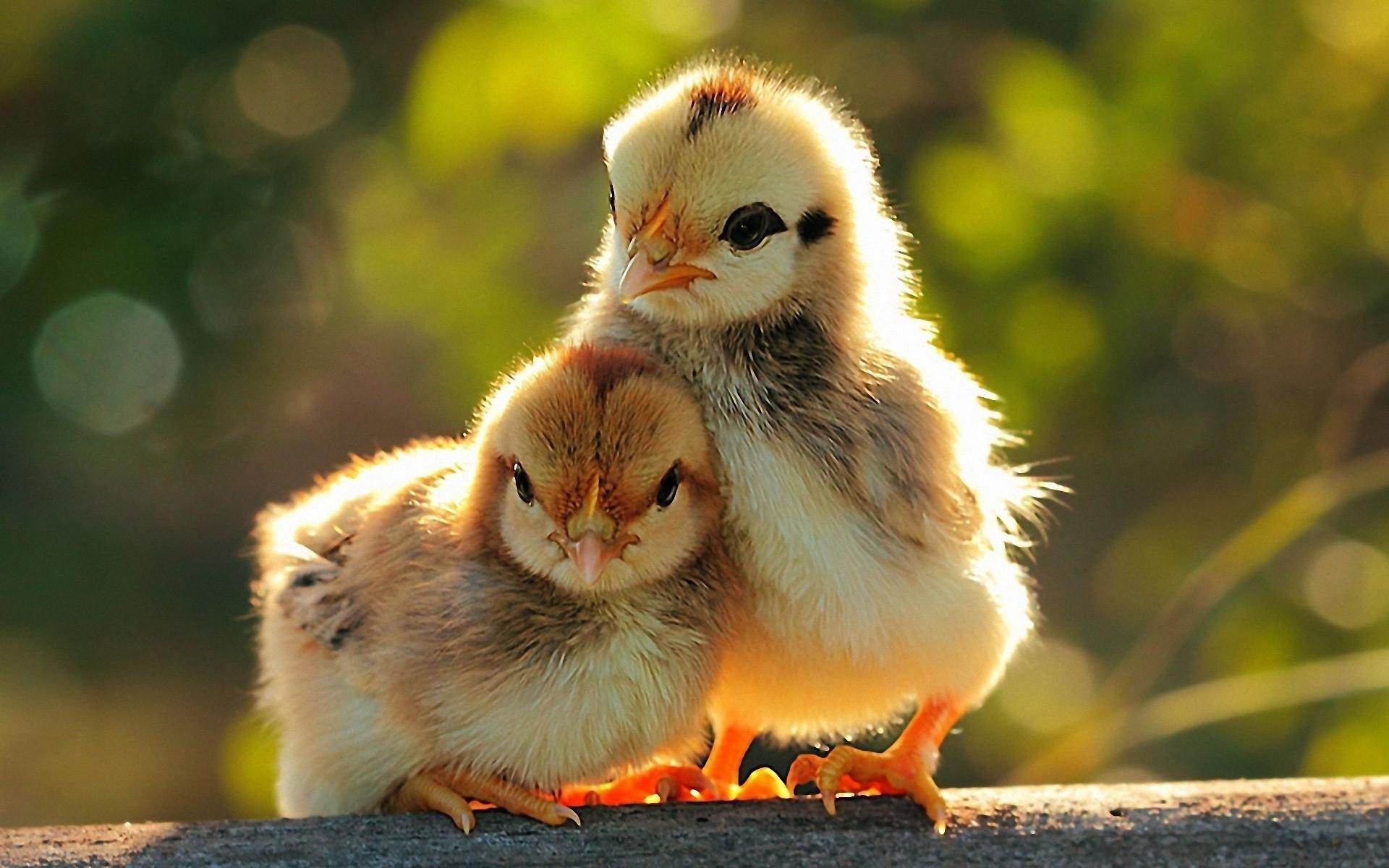 Chicks wallpapers