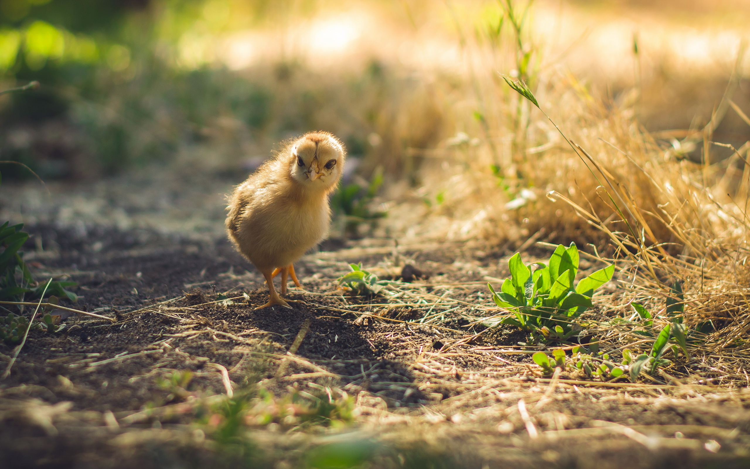 Chick hd papers and backgrounds