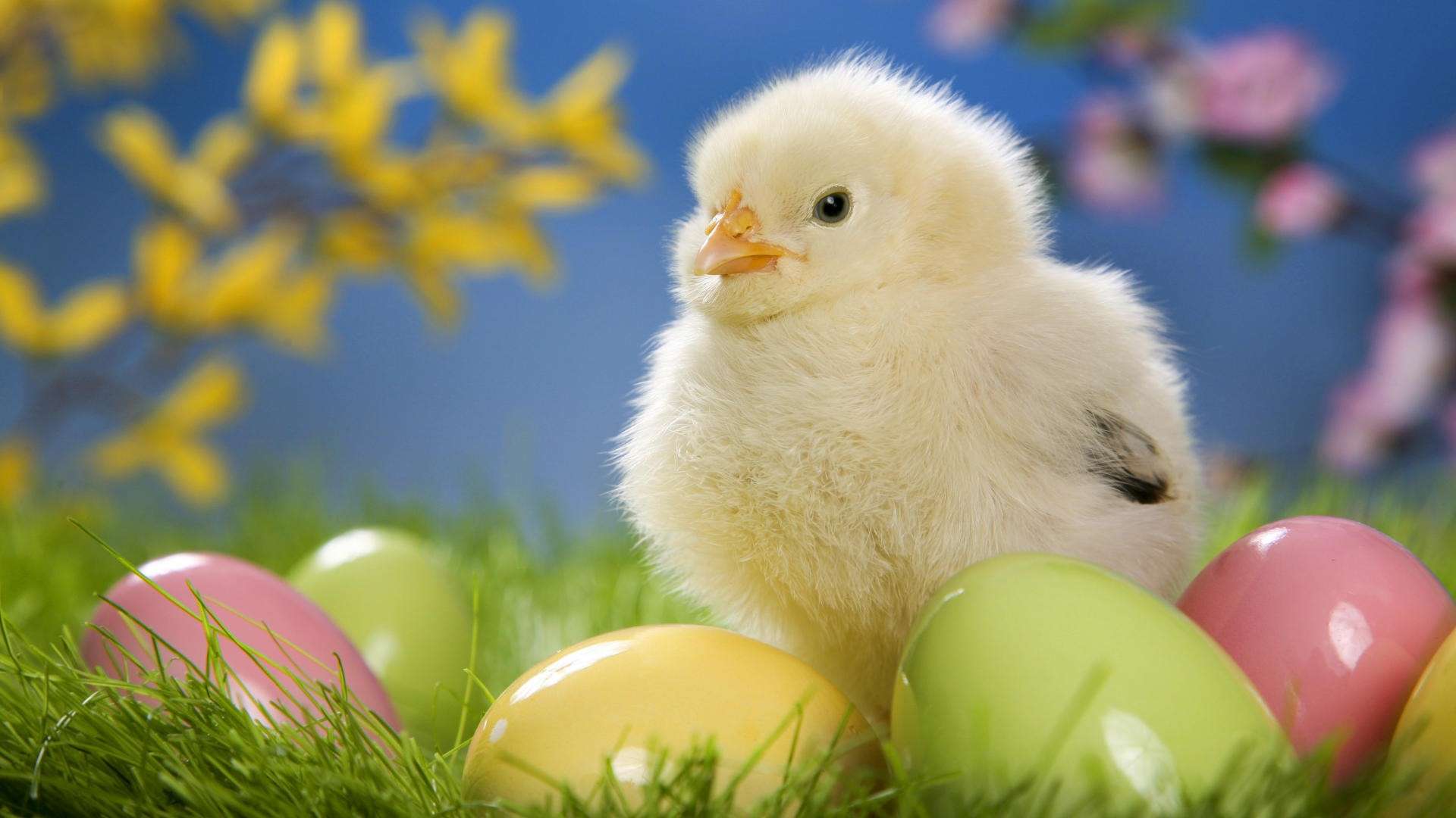 Baby chicks easter wallpapers