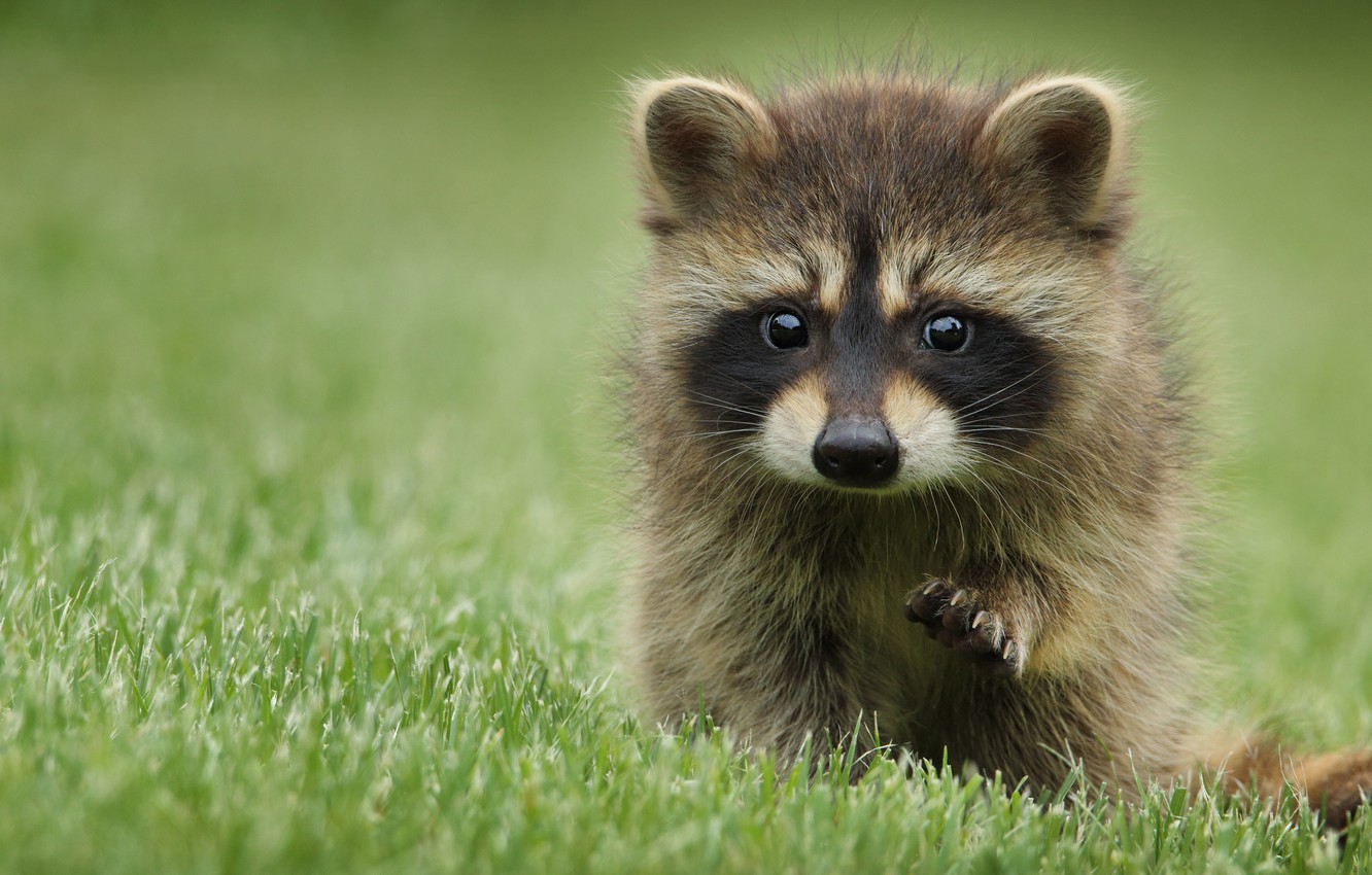 Wallpaper grass look pose background glade portrait baby raccoon face cub foot images for desktop section ððððñðñðµ