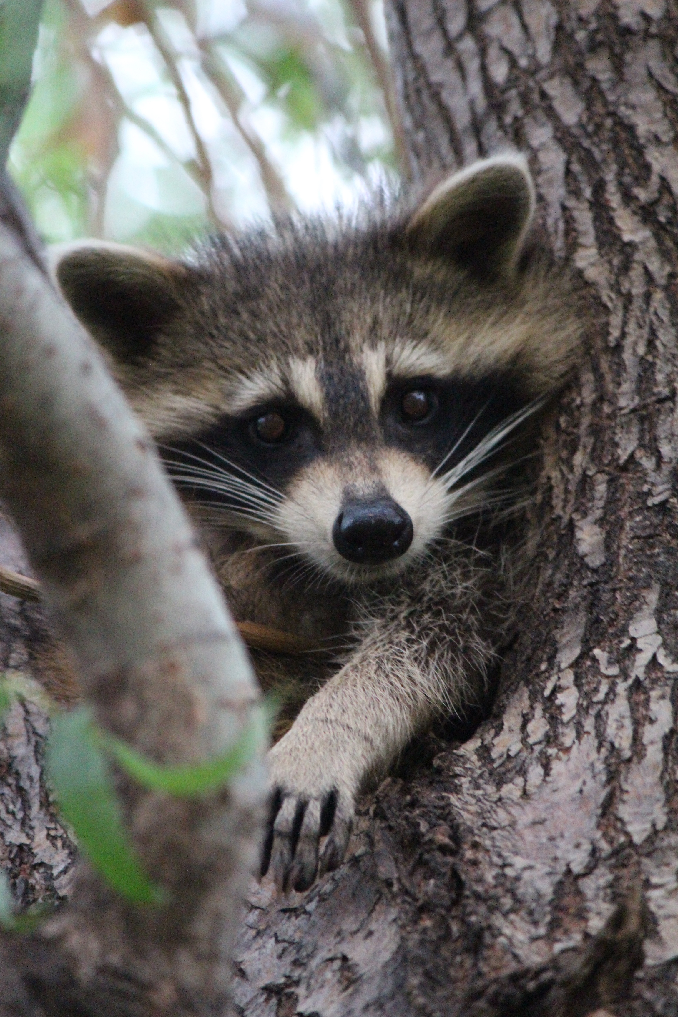 Baby raccoon wallpapers background beautiful best available for download baby raccoon photos free on images