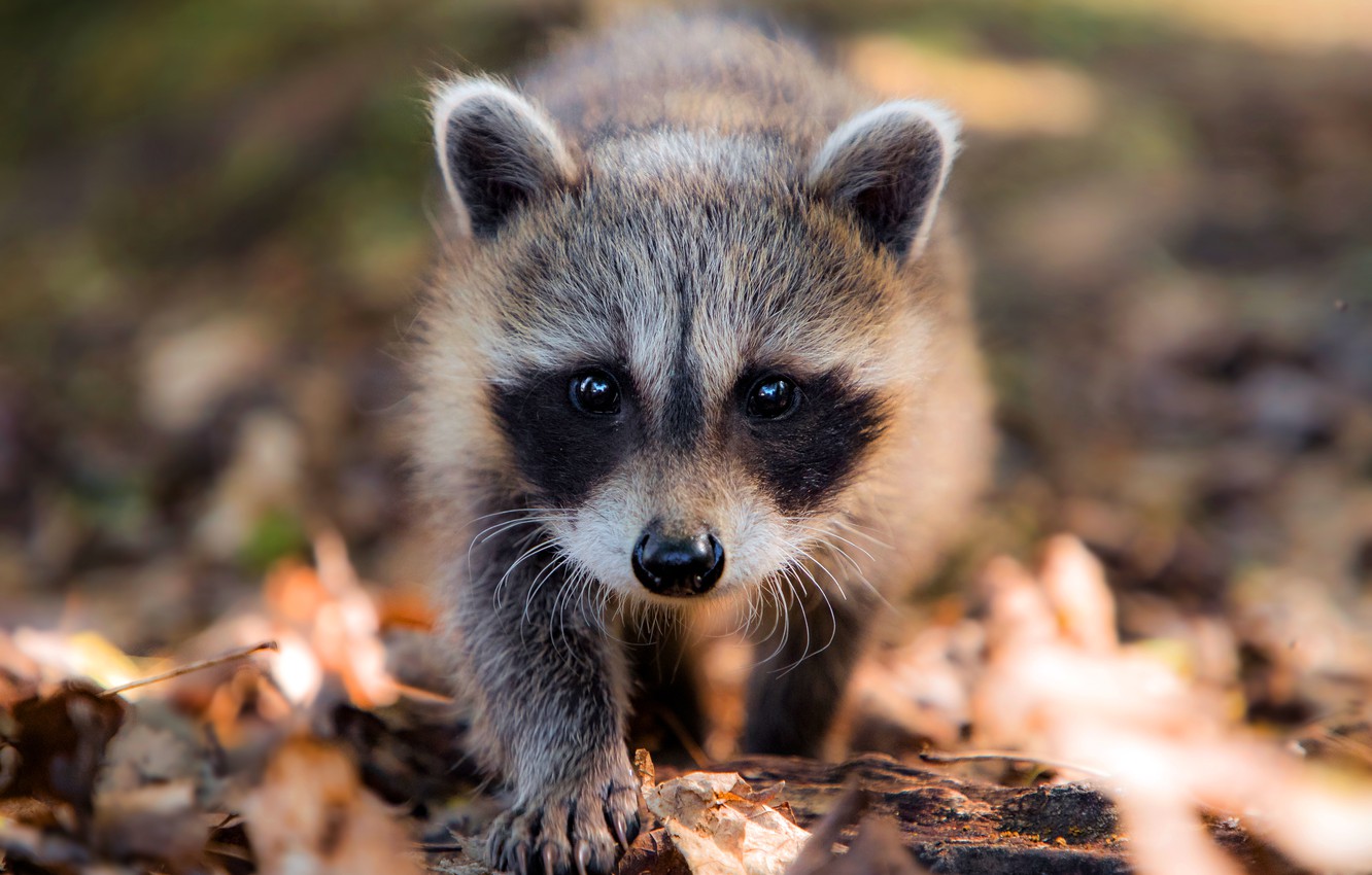 Wallpaper autumn foliage baby raccoon walk face bokeh images for desktop section ððððñðñðµ