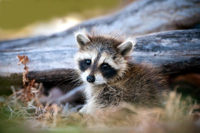 What should i do if i find a baby raccoon rraccoons