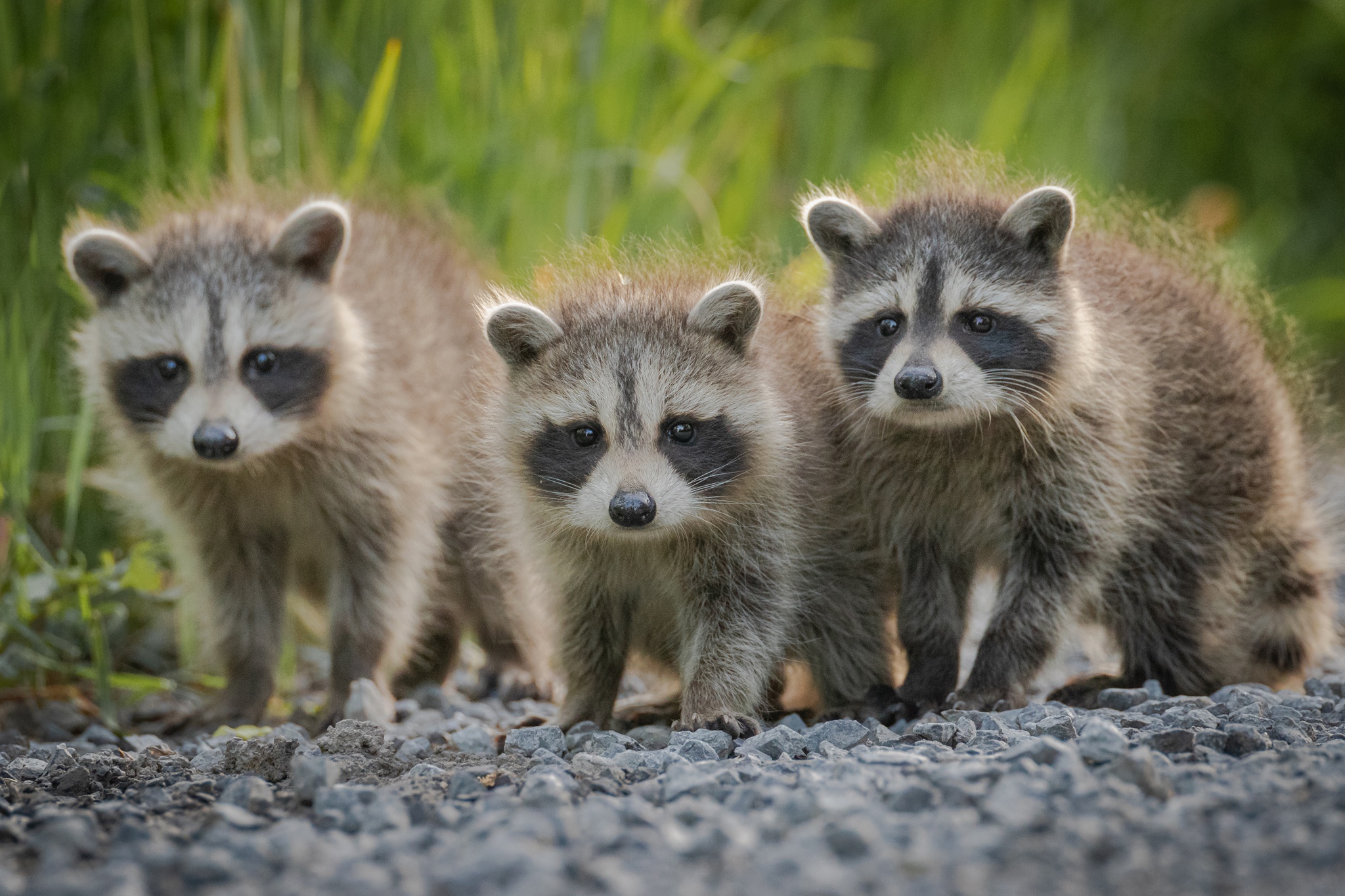 Wallpaper animal baby raccoon wildlife background