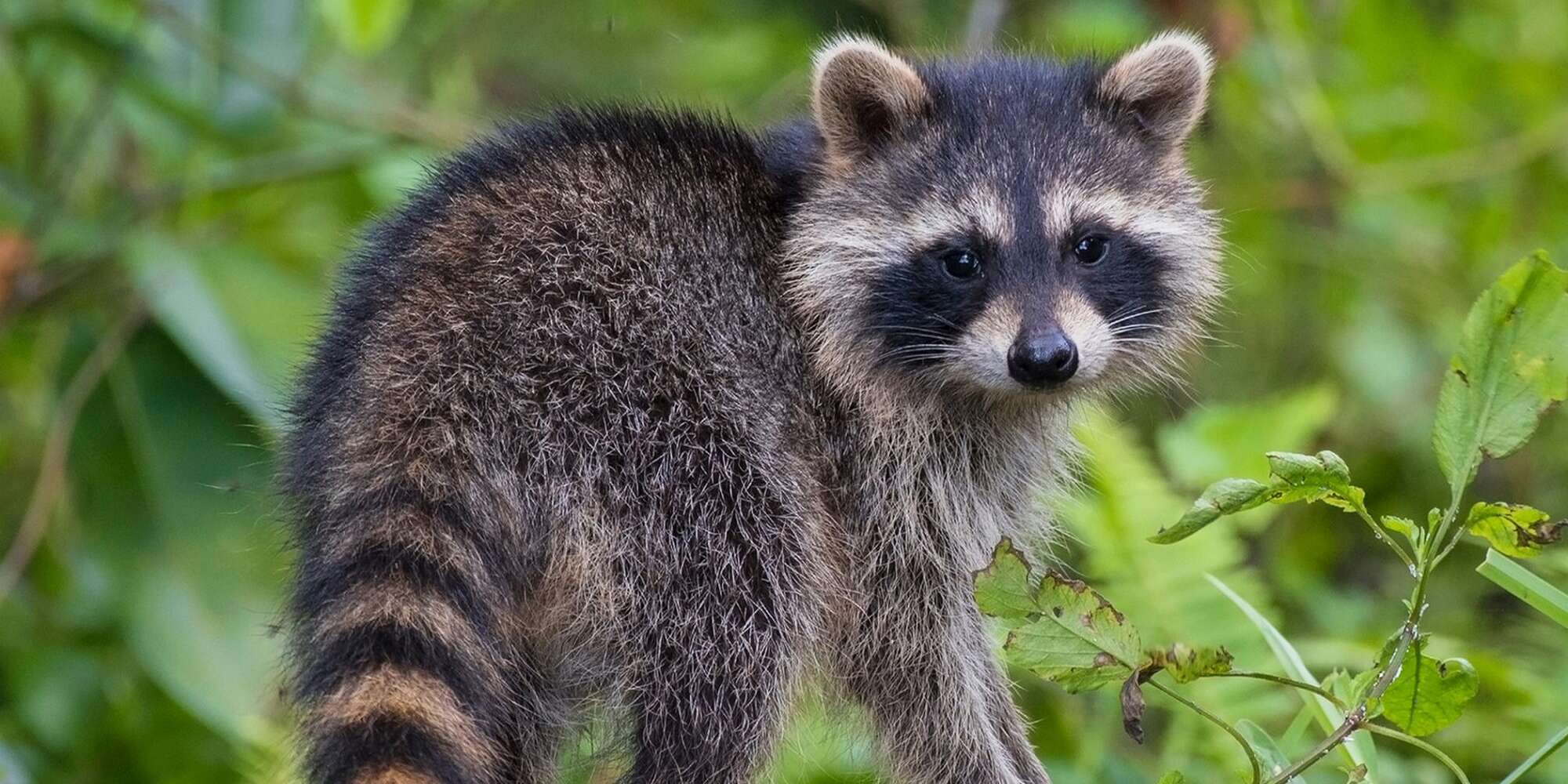 Watch this kitten and baby raccoon wrestle in adorable video daily paws