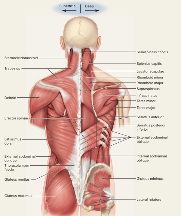 Back muscle anatomy. There are three main groups which the…, by giorgio  angioni