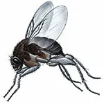 Types of flies do