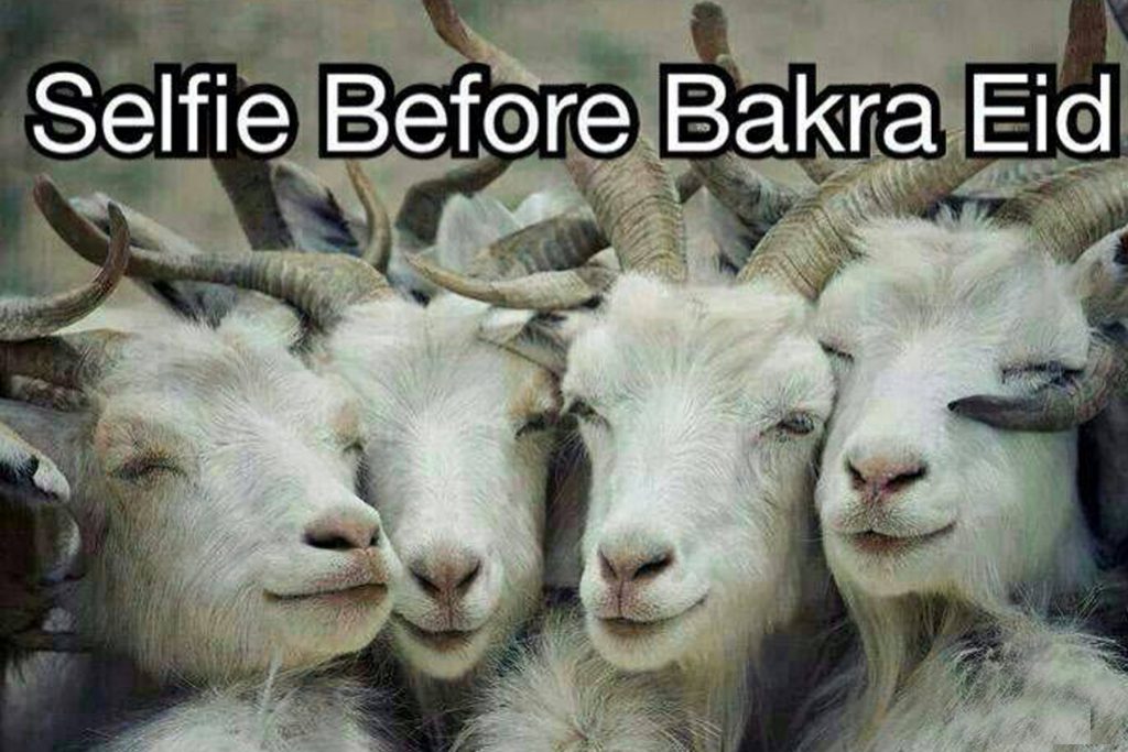 Bari eid latest funny wallpapers pictures